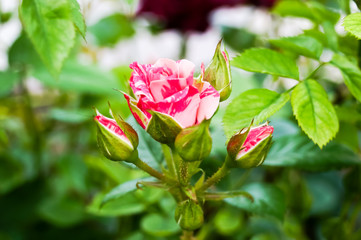 Rose in early bloom with buds.