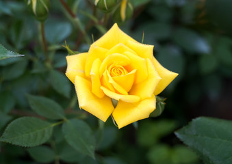 Flower of yellow roses.