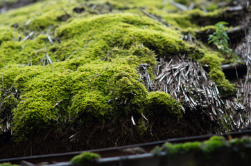 茅葺き屋根と苔