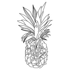 Pineapple tropical fruit. Vector object.