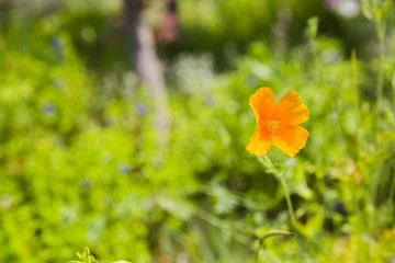 Obraz premium 노란팽이꽃