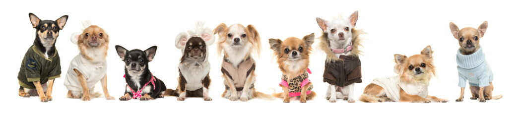 Group of nine cute chihuahua dogs wearing clothes isolated on a white background