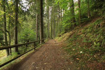 Fototapeta na wymiar Mountain forest landscape with path and a wooden fence