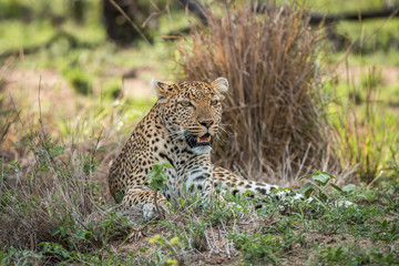 Fototapeta na wymiar Leopard laying in the grass.