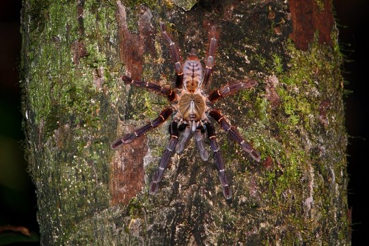 アースタイガーの一種 (Cyriopagopus sp.) in Borneo, Malaysia