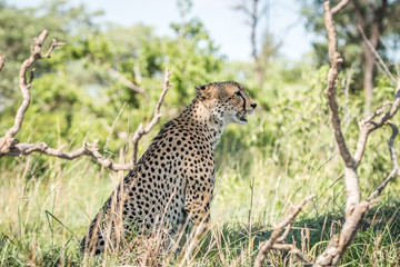 Side profile of a Cheetah on the look out.