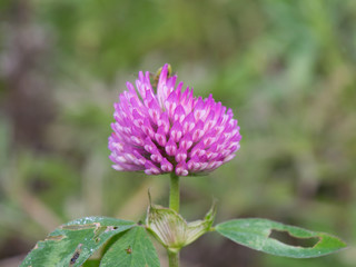 Blooming clover flower close up.