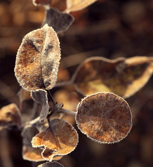 frozen plant