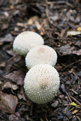 Puffball mushrooms in autumnal forest.