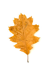 Dry fallen autumn leaf of a tree on  white