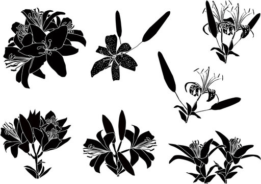black lily flowers seven sketches on white