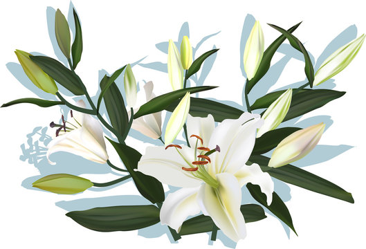 white lily bush with blooms and shadow