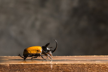 Beetle on wooden table