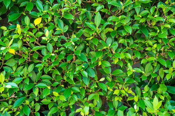 Green leaf texture background.