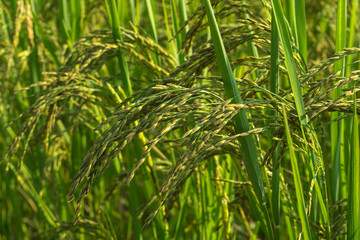 Closed up ear of rice.
