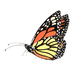 Orange butterfly in a watercolor style solated.