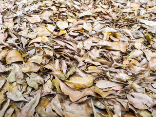 dry brown leaves in forest nature