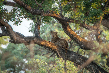 Leopard laying in a tree.