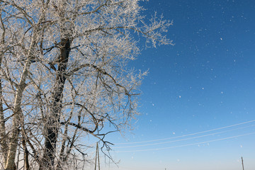 Tree and snow in a winter day