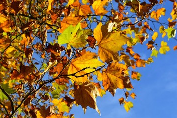 A close-up image of colourful Autumn leaves against a blue sky.