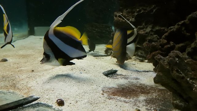 Schooling bannerfish, also known as the false Moorish idol stock footage video