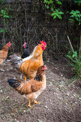 hen 