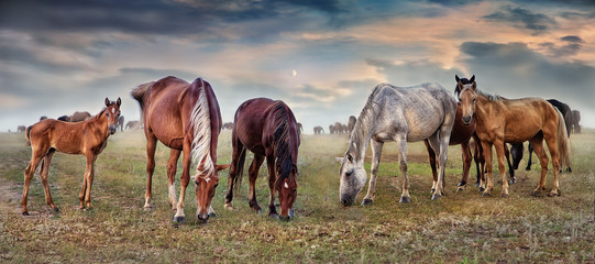 horses grazing in the pastures