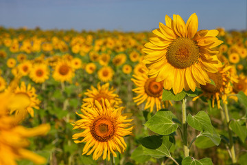 Fototapeta premium field of sunflowers