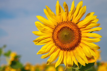 Fototapeta premium sunflower on field close up