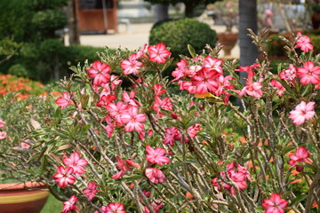 Fototapeta na wymiar Flower in garden