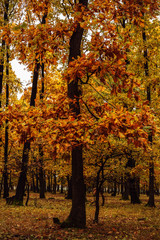 abstract image of a colorful autumn tree