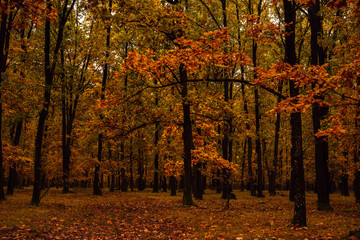 abstract image of a colorful autumn tree
