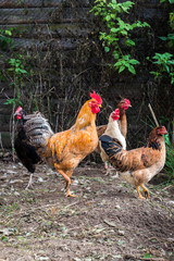 hen 