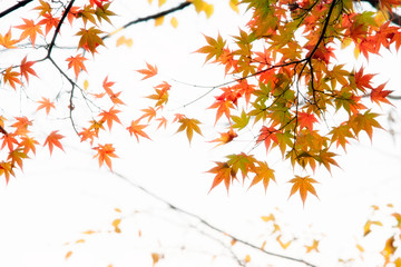 Japanese maple tree leaves illuminated by sunlight on white  bac