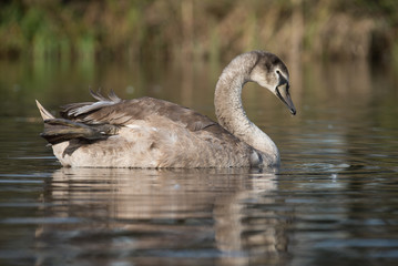 Mute Swan, Swans, Cygnus olor