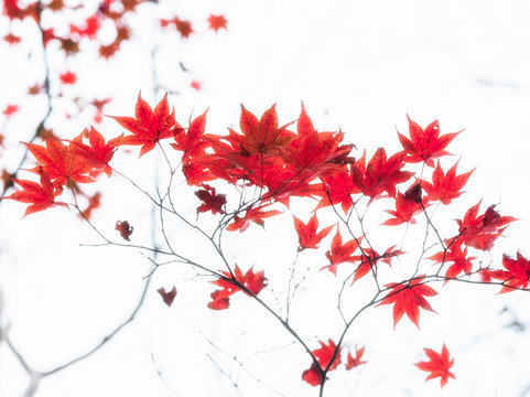 Red Japanese maple tree leaves illuminated by sunlight on white