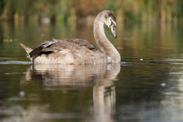Mute Swan, Swans, Cygnus olor