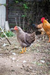 hen 