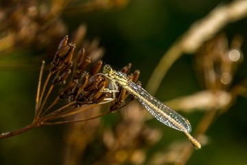 Nahaufnahme einer Libelle im Morgentau