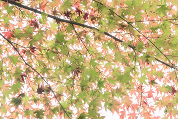 Japanese maple in autumn season