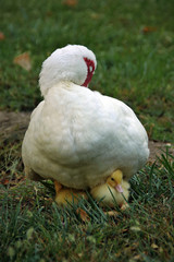 Oca con polluelos