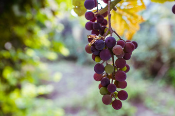 nice bunch of blue grapes hanging on a branch