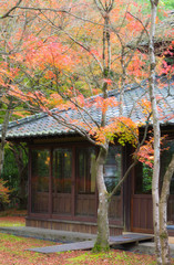Japanese maple in autumn season at Lake Kinrinko Yufuin Japan