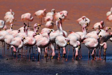 Fototapeta premium James flamingos, phoenicoparrus jamesi, also known as the puna flamingo, are populated in high altitudes of andean mountains in Peru, Chile, Bolivia and Argentina
