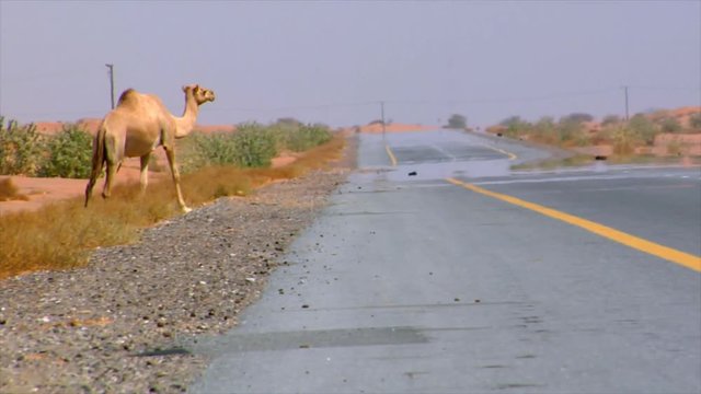 10289 camel walk over street
