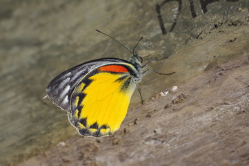 papillon, lombok,