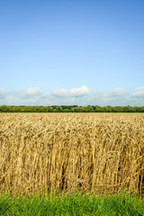 Edge of a wheat field from close