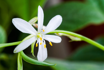 Beautiful White Flower Chlorophytum. Gentle background close up.