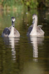 Mute Swan, Swans, Cygnus olor