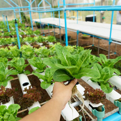 Vegetables hydroponics